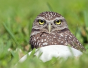 Burrowing Owl in Cape Coral