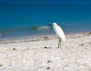 Fort Myers Beach