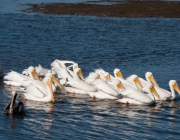 Pelicans - Sanibel Island