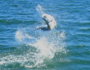 Tarpon Fishing in Southwest Florida
