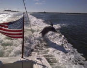 Dolphin Watching Near Cape Coral FL