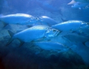 Tarpon