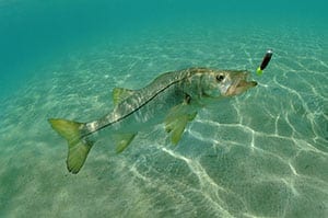 Cape Coral is a Fisherman's Dream