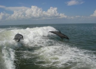 Dolphin following boat-320w