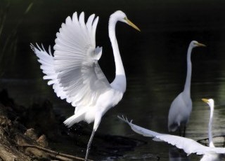 white herons-cropped-320w