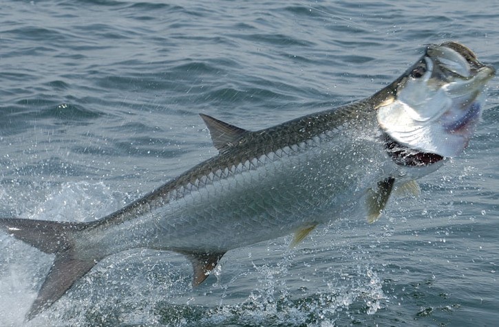 Cape Coral Tarpon Hunters Club Largest in World